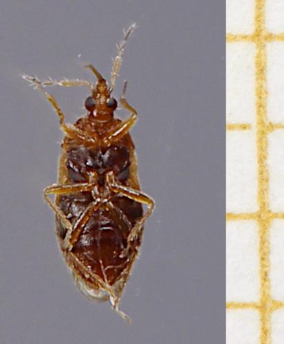 Réf. 276 072 : Cardiastethus fasciiventris